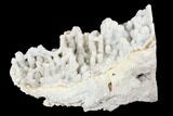 Agatized Fossil Coral With Quartz Stalactites - Florida #188201-1